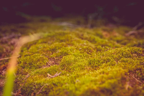 Yeşil yosun makro filtre — Stok fotoğraf