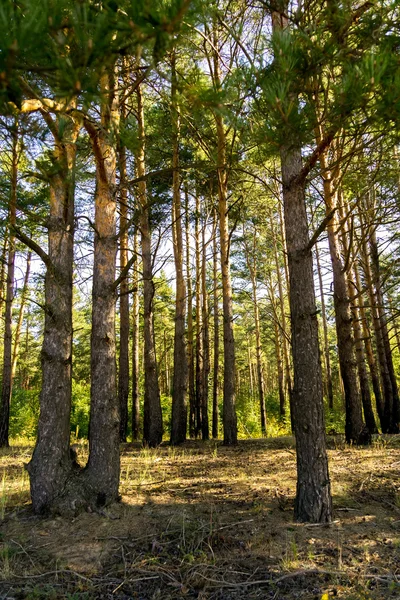 Floresta de pinheiros de manhã — Fotografia de Stock