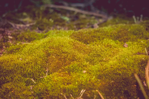 Grön mossa makro filtreras — Stockfoto