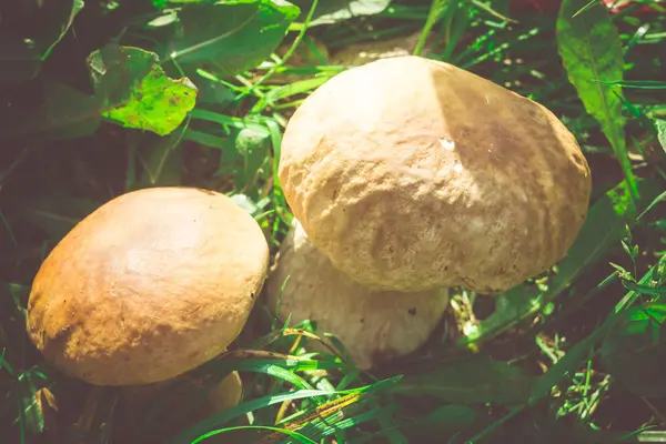 Porcini paddestoelen in gras gefilterd — Stockfoto