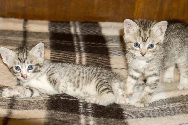 Dos gatitos Tabby — Foto de Stock