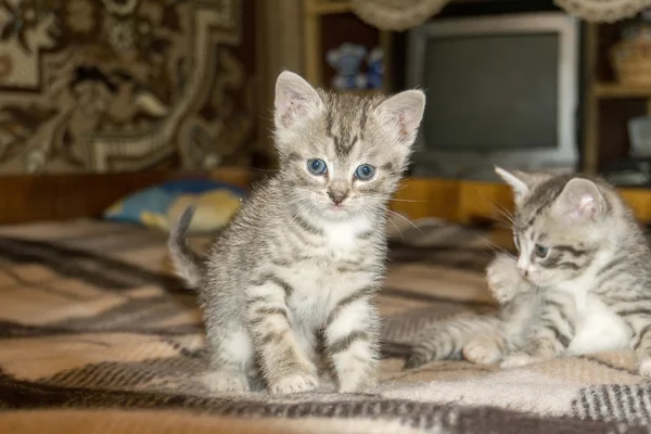 두 작은 줄무늬 고양이 — 스톡 사진