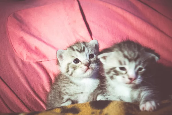 Bonito Tabby Kitten Retro — Fotografia de Stock