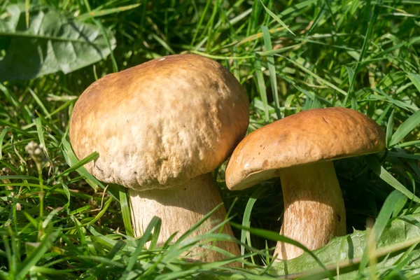 Білих грибів гриби в траві — стокове фото
