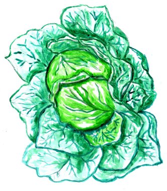 Yeşil lahana suluboya