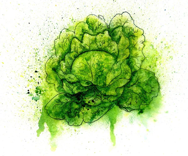 Green Cabbage Watercolor — Stock Photo, Image