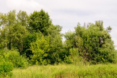 Yeşil Yaz ağaçlar