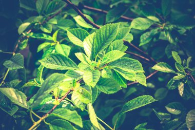 Pus şube makro Retro üzerinde