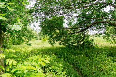 Yeşil Yaz ağaçlar