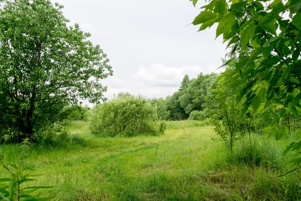 Verdes árboles de verano — Foto de Stock