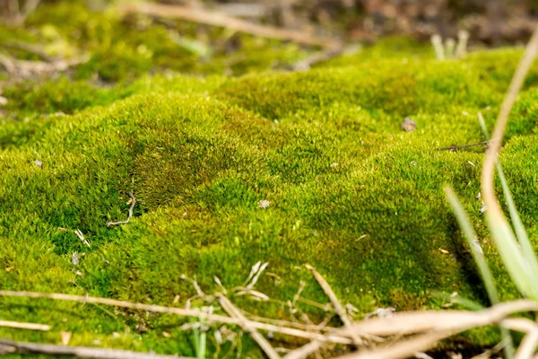 Macro de musgo verde — Foto de Stock