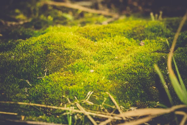 绿色苔藓宏筛选 — 图库照片