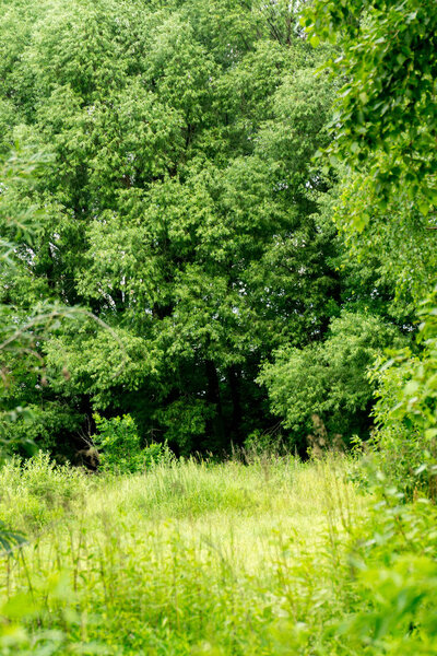 Green Summer Trees