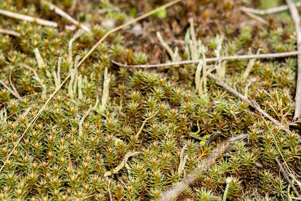 Yeşil yosun makro — Stok fotoğraf