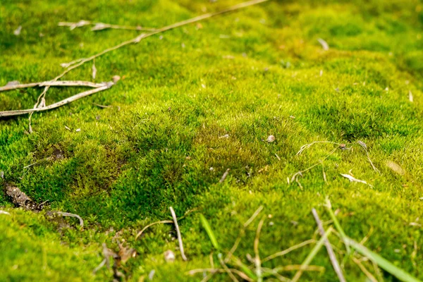 绿色的青苔宏 — 图库照片