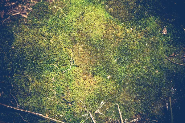 Green Moss Macro Filtered — Stock Photo, Image
