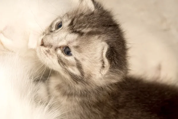 Precioso gatito — Foto de Stock
