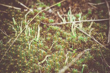 Yeşil yosun makro filtre