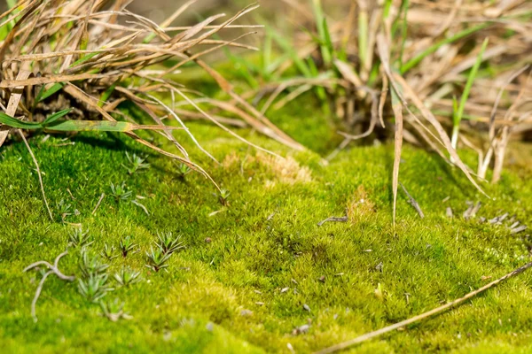 Mousse verte macro — Photo