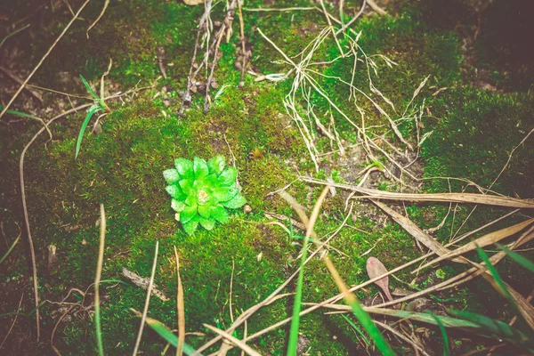 Макросу зеленим мохом відфільтровано — стокове фото