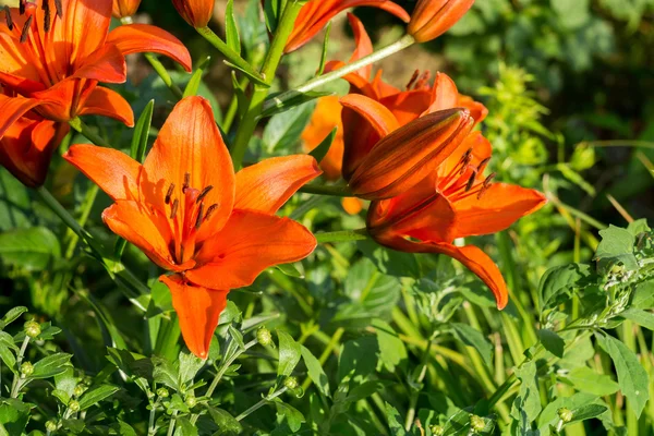 Flores de lirio naranja — Foto de Stock