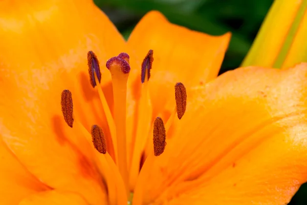 橙百合花 — 图库照片