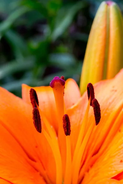 橙百合花 — 图库照片