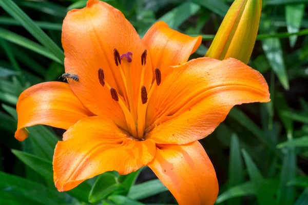 Квіти помаранчеві лілії — стокове фото
