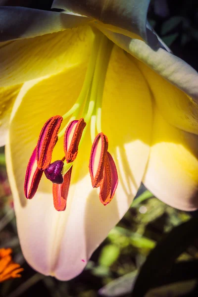 Flor de lírio branco — Fotografia de Stock