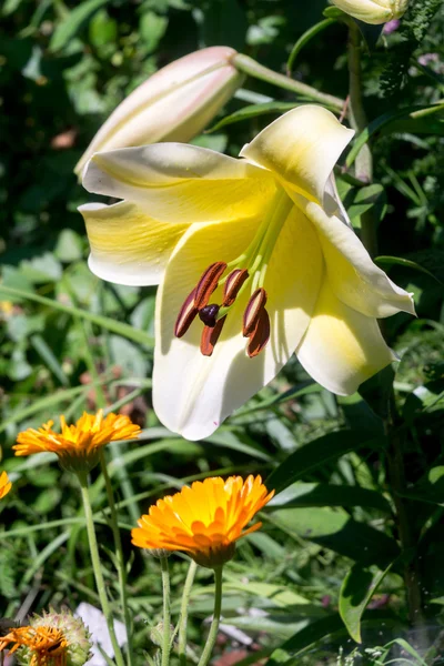 Flor de lirio blanco — Foto de Stock