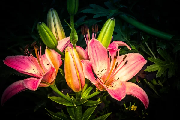 Rosa flor de lirio — Foto de Stock