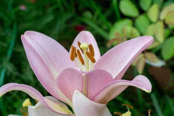 粉色百合花 — 图库照片