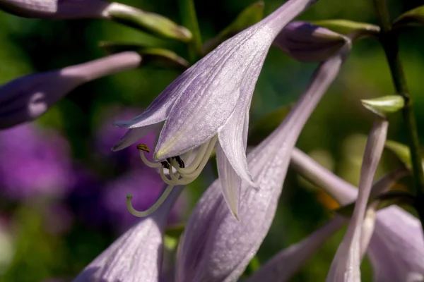 Trädgård Bluebell blomma — Stockfoto