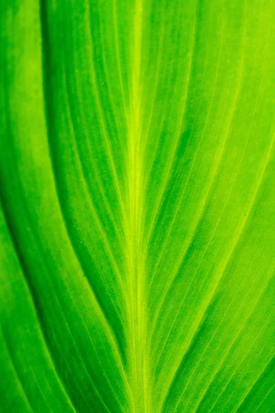Πράσινο φύλλο μακροεντολών — Φωτογραφία Αρχείου
