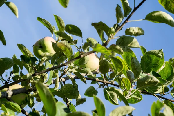 Groene appel op boom — Stockfoto