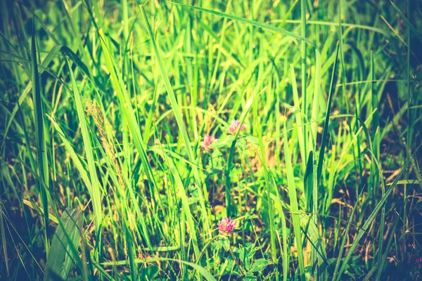 Klöver och gräs Retro — Stockfoto