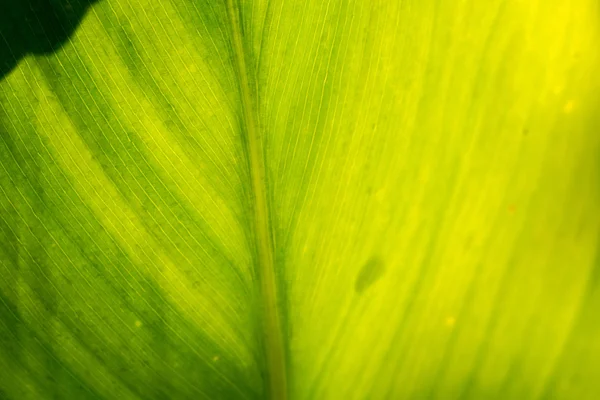 Grönt blad makro — Stockfoto