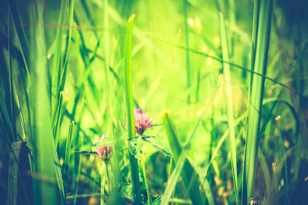 Klee und Gras retro — Stockfoto