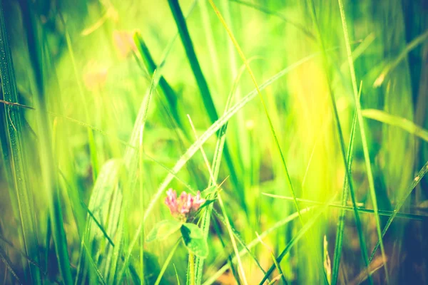 Rétro trèfle et herbe — Photo