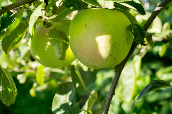 Zielone jabłko na drzewie — Zdjęcie stockowe