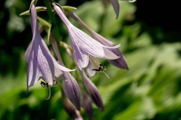 Zahradní Bluebell květ — Stock fotografie