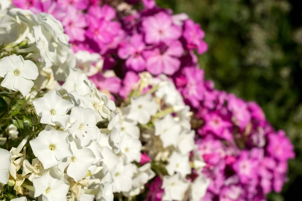 Hortensia lumineux Fleurs — Photo