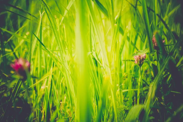 三叶草和草复古 — 图库照片