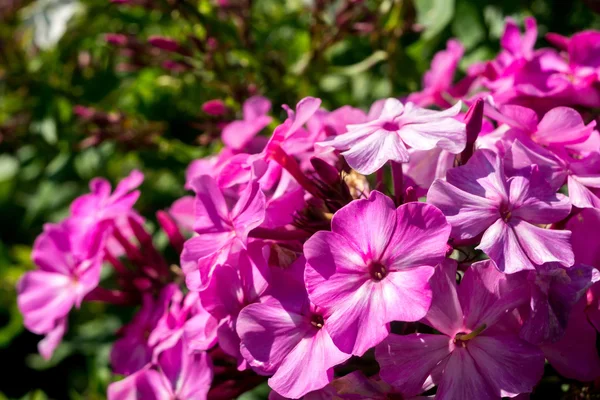 Φωτεινό hydrangea ανθίζει — Φωτογραφία Αρχείου