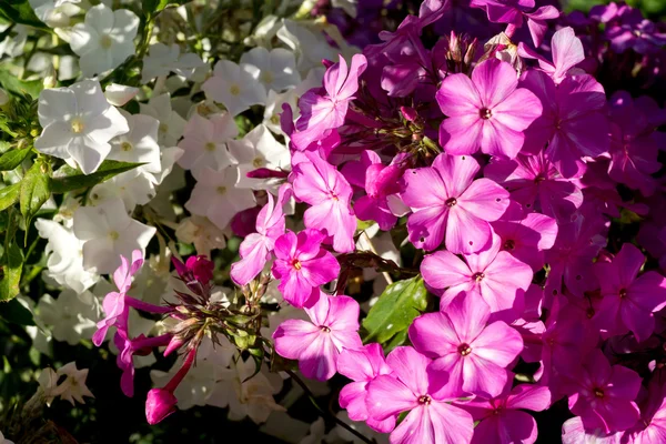 Φωτεινό hydrangea ανθίζει — Φωτογραφία Αρχείου