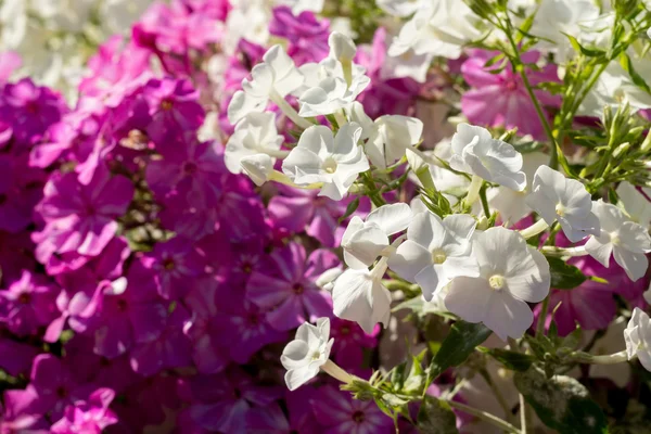 Φωτεινό hydrangea ανθίζει — Φωτογραφία Αρχείου