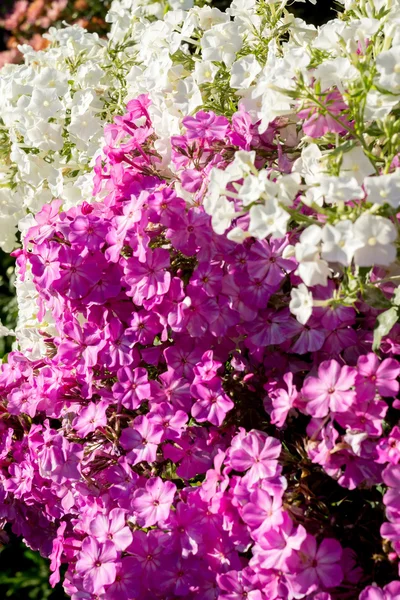 Heldere hydrangea bloemen — Stockfoto