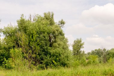 Yeşil Yaz ağaçlar