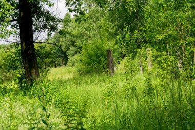 Yeşil Yaz ağaçlar