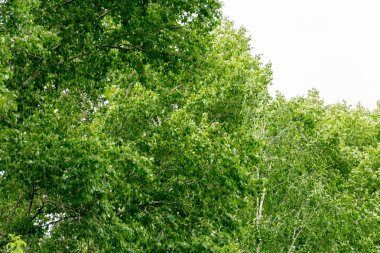 Yeşil Yaz ağaçlar